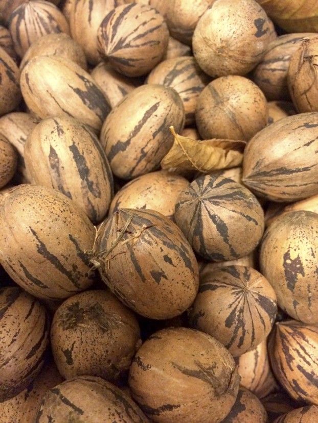 Pecana Cascara