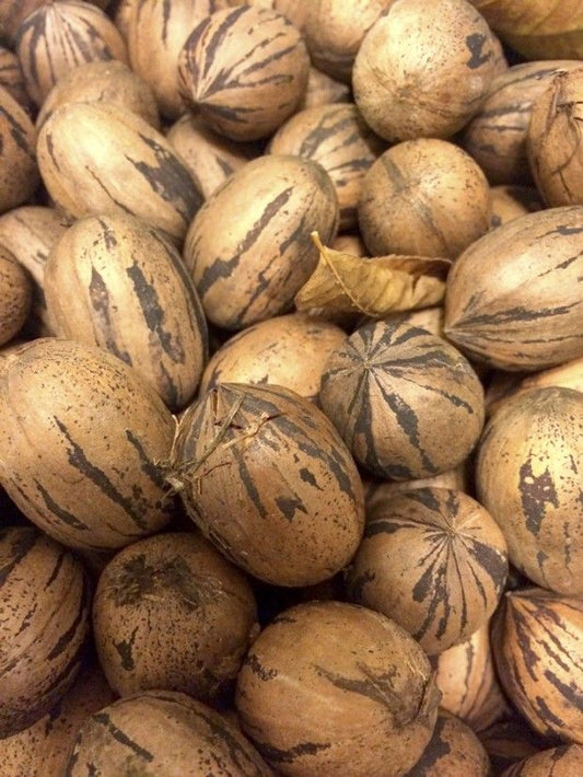Pecana Cascara
